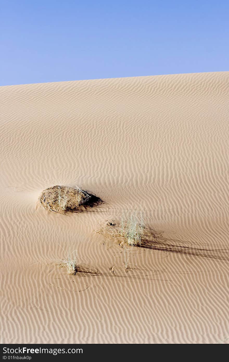 Great indian desert near Jaisalmer, India. Great indian desert near Jaisalmer, India