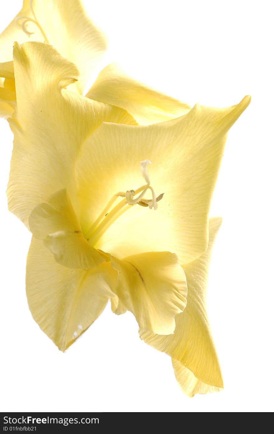 Single flower of yellow georgina macro isolated on white