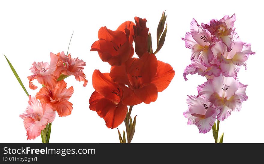 Three gladioluses isolated on white. Each is taken separately in big size.