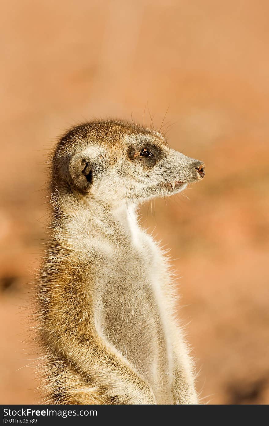 Portrait of Suricate or meerkat in Kalahari desert; Suricata suricatta