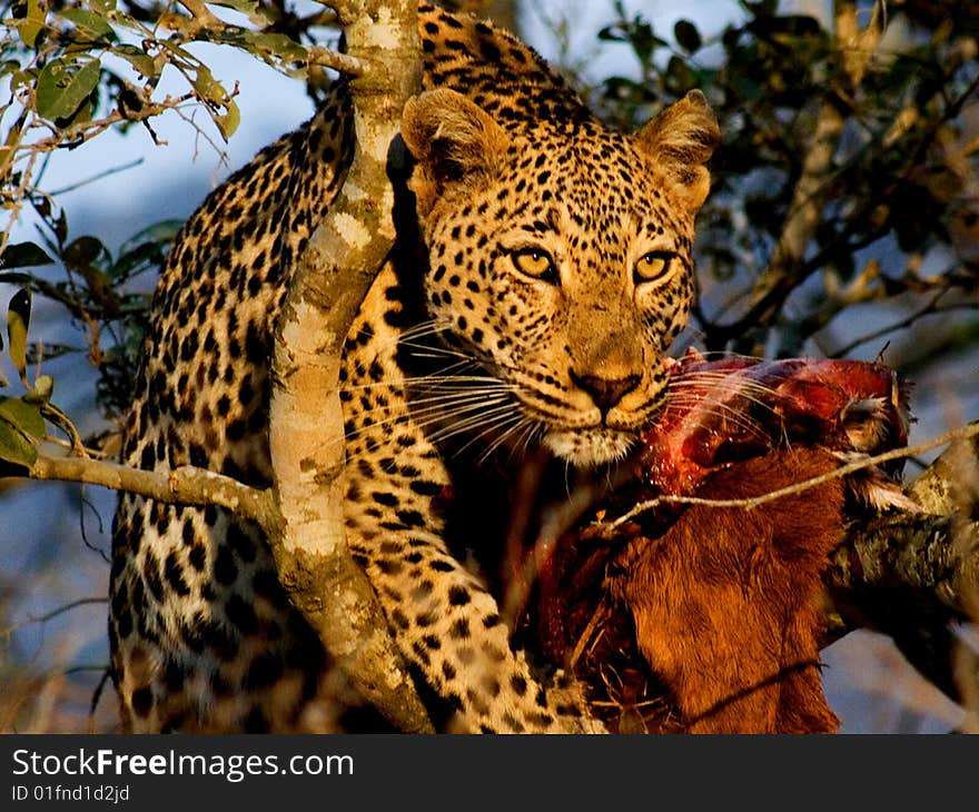 Leopard with prey