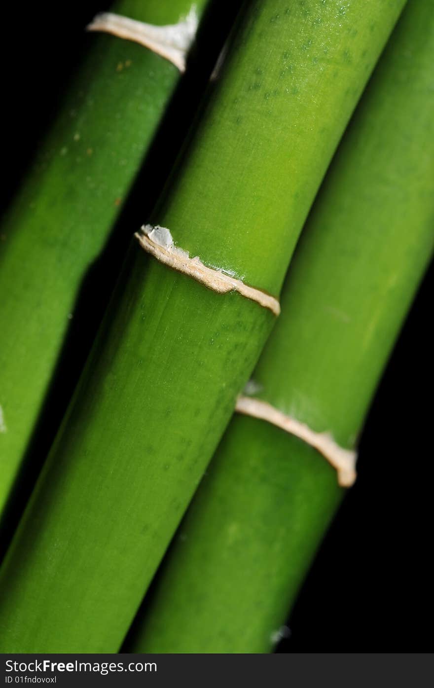 Bamboo stems on black background