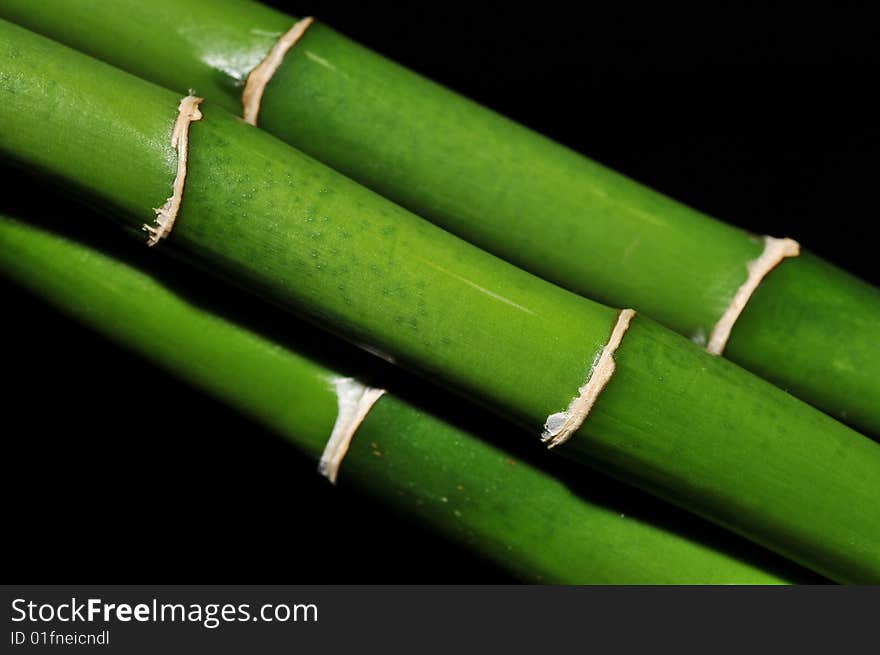 Bamboo stems on black background