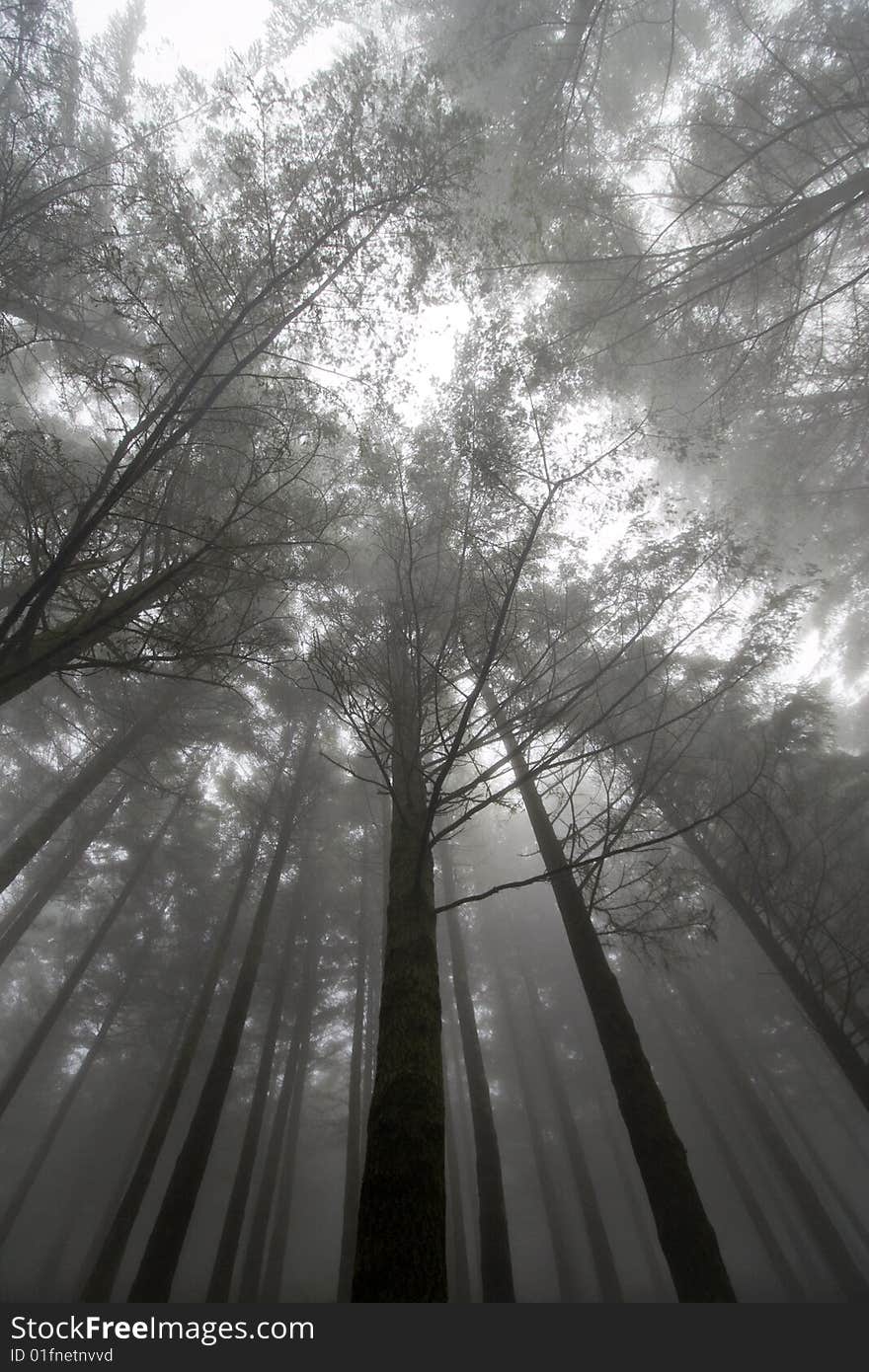 Trees at a foggy scenery, Madeira Island, Portugal