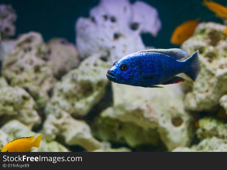 Blue Fish in aquarium on light rock background.