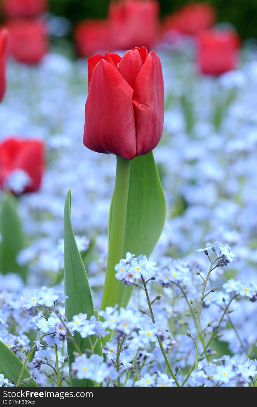 Tulip