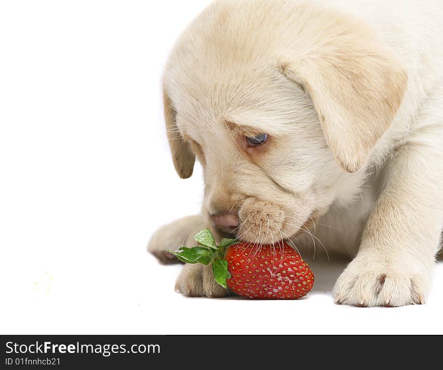 Puppy Labrador a retriever smelling a strawberry. Pup on a white background. Puppy Labrador a retriever smelling a strawberry. Pup on a white background.