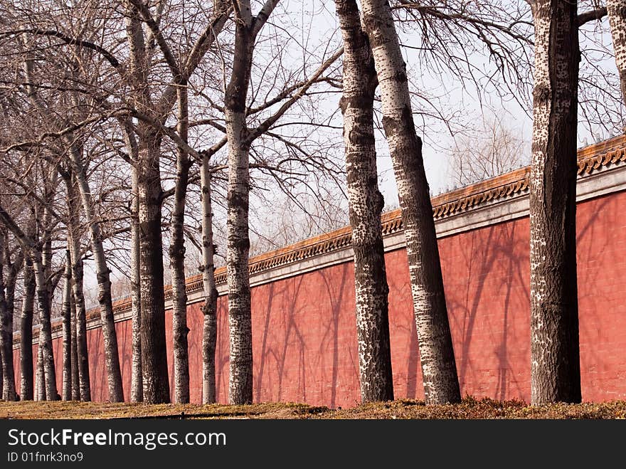 Dry tree and red rampart in Beijing winter. Dry tree and red rampart in Beijing winter