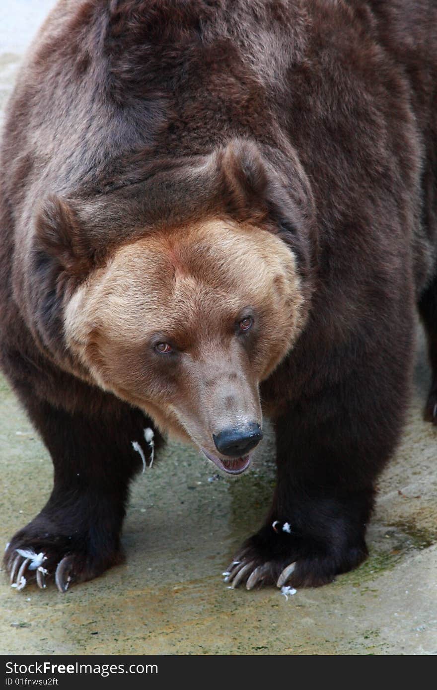 Brown Bear