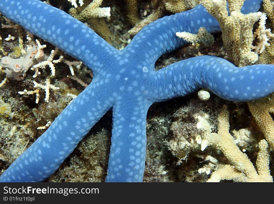 Blue starfish extracting food from coral on reef