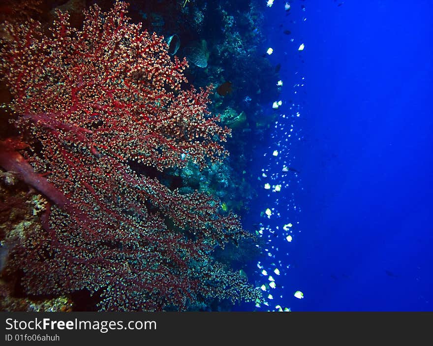 Gorgonian sea fan on coral reef feeding in the gentle current