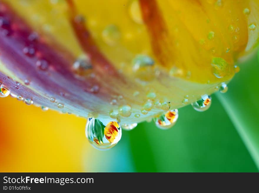 Vase of flame tulips with water drops