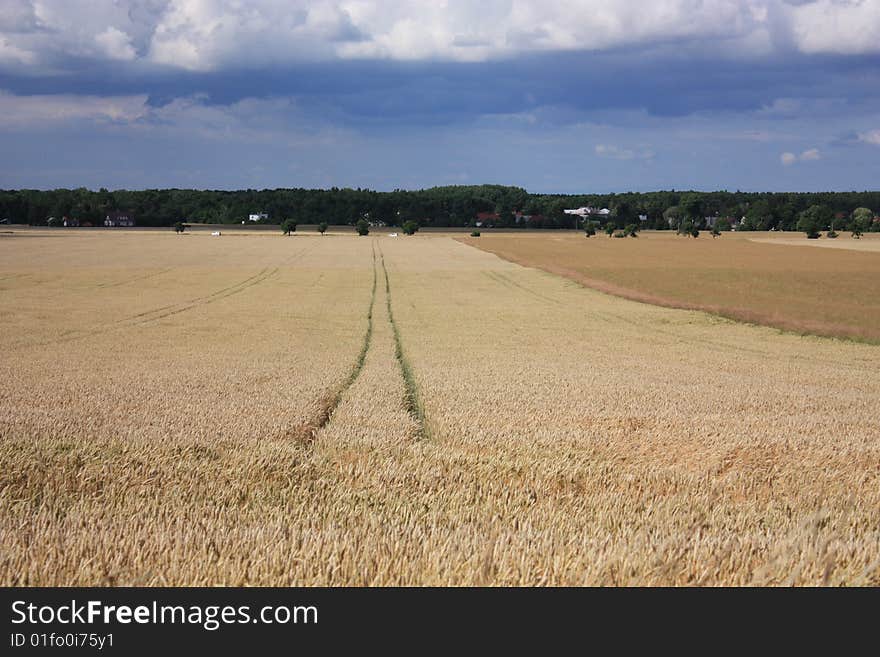 Grain Field