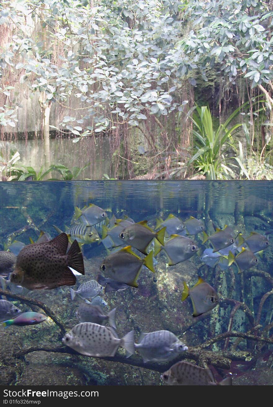 Waterline - fish below and haging plants above