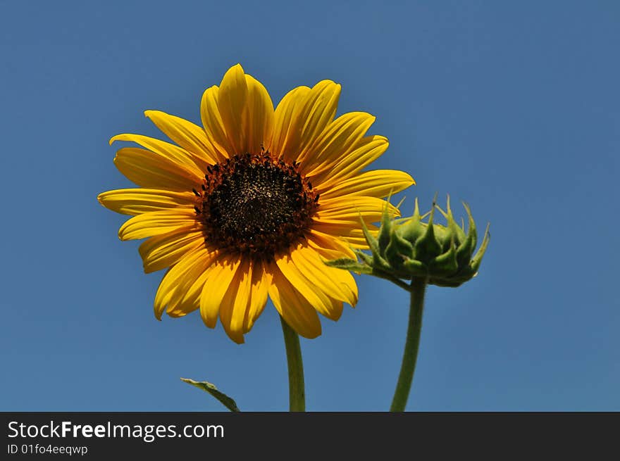 Sunflower close up against a blue sky