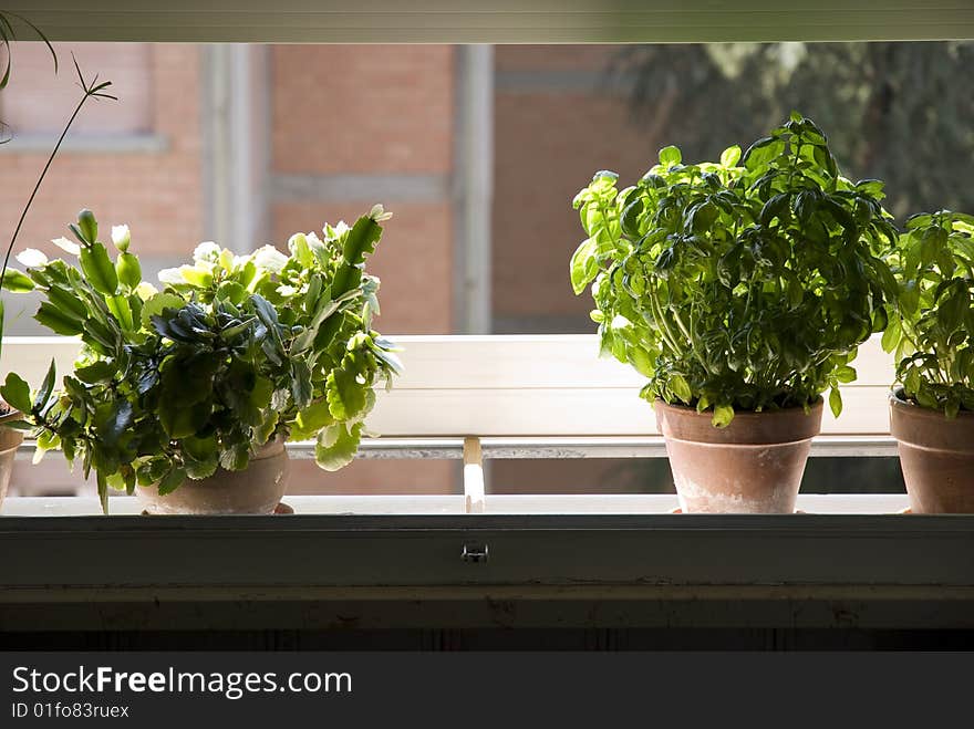 Potted basil