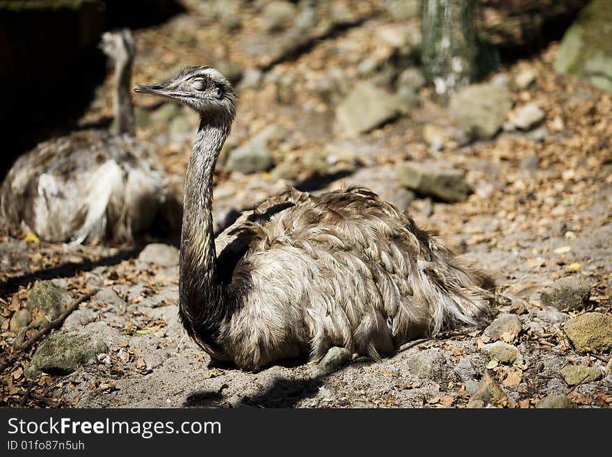 Emus relaxing with autumn sunshine. Emus relaxing with autumn sunshine