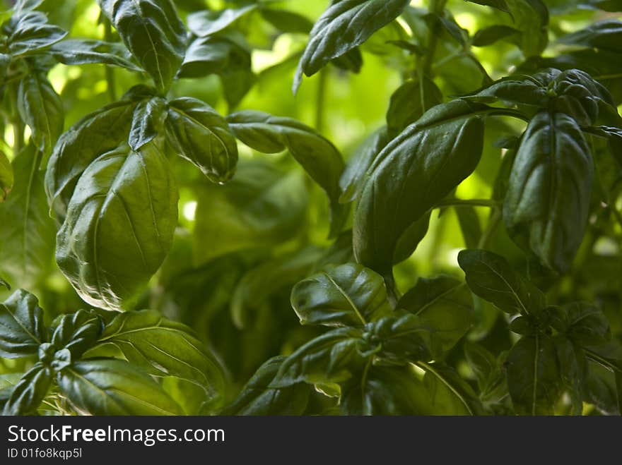 Potted basil