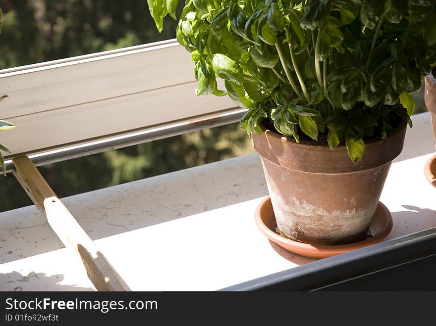 Potted Basil