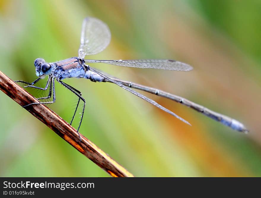 Dark blue dragonfly on a stick. Dark blue dragonfly on a stick