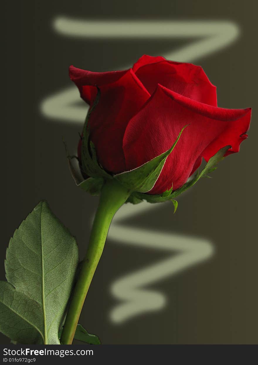 Red rose against a gradient background