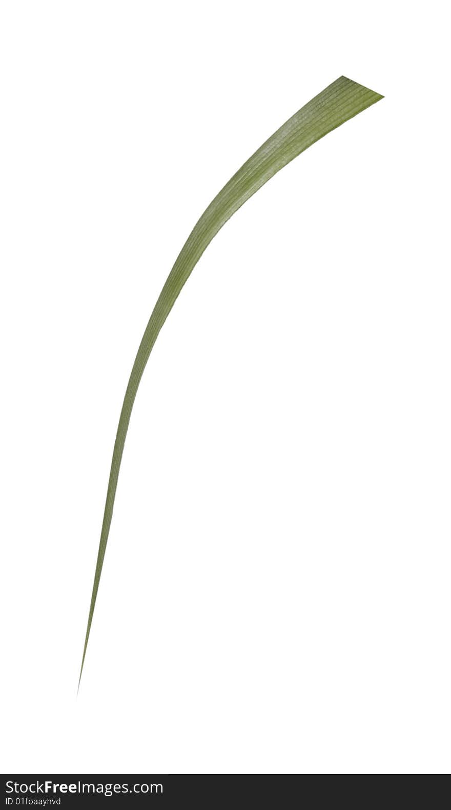 Piece of blade of grass, ideal for large compositions!