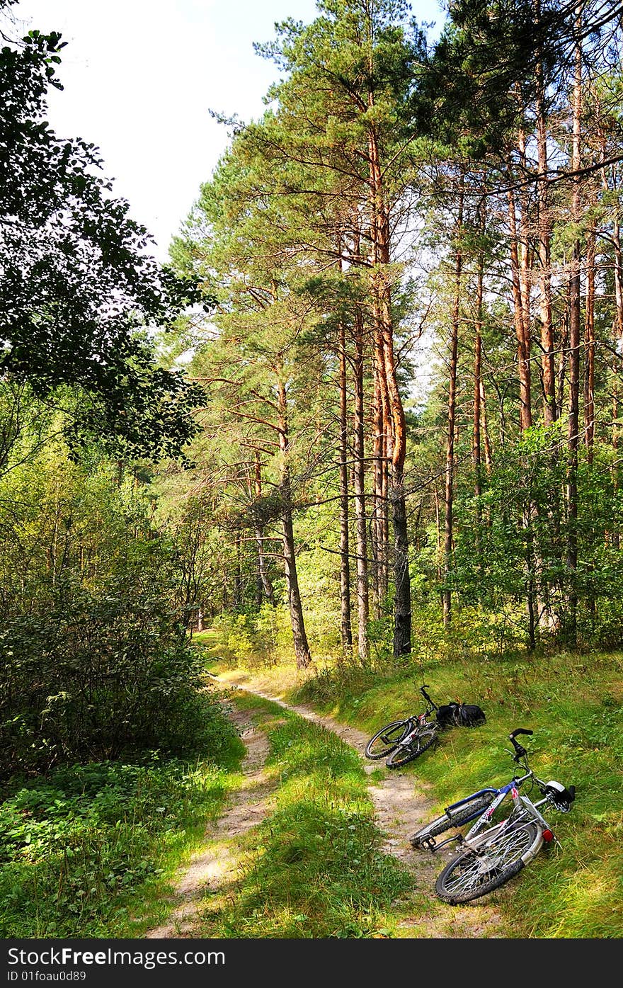 Wood road and two bicycles