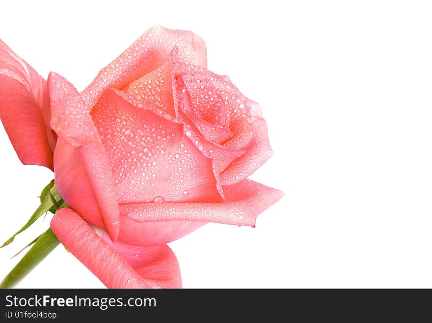 Closeup picture of a beautiful pink rose. Closeup picture of a beautiful pink rose