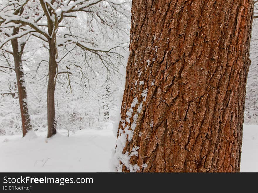 Snowy forest