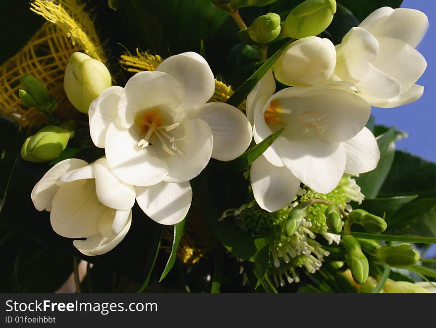 Bunch of white spring flowers. Bunch of white spring flowers