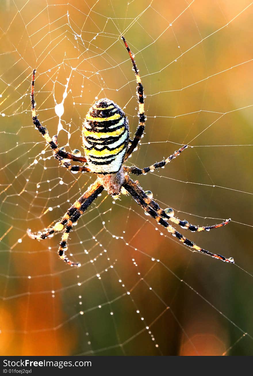 Spider with yellow and black strips