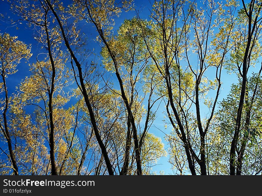 Evergreen tree against a brilliant, clear blue sky, photo executed outside. Evergreen tree against a brilliant, clear blue sky, photo executed outside