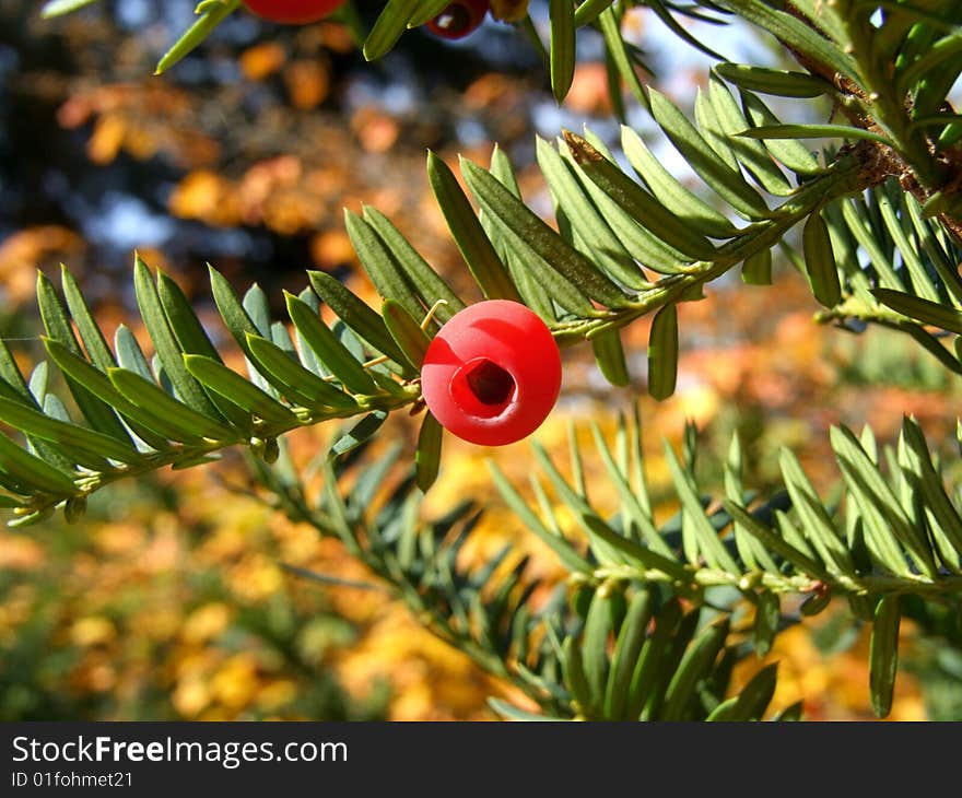 Common yew