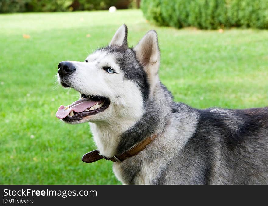 Portrait of siberian husky outdoor. Portrait of siberian husky outdoor