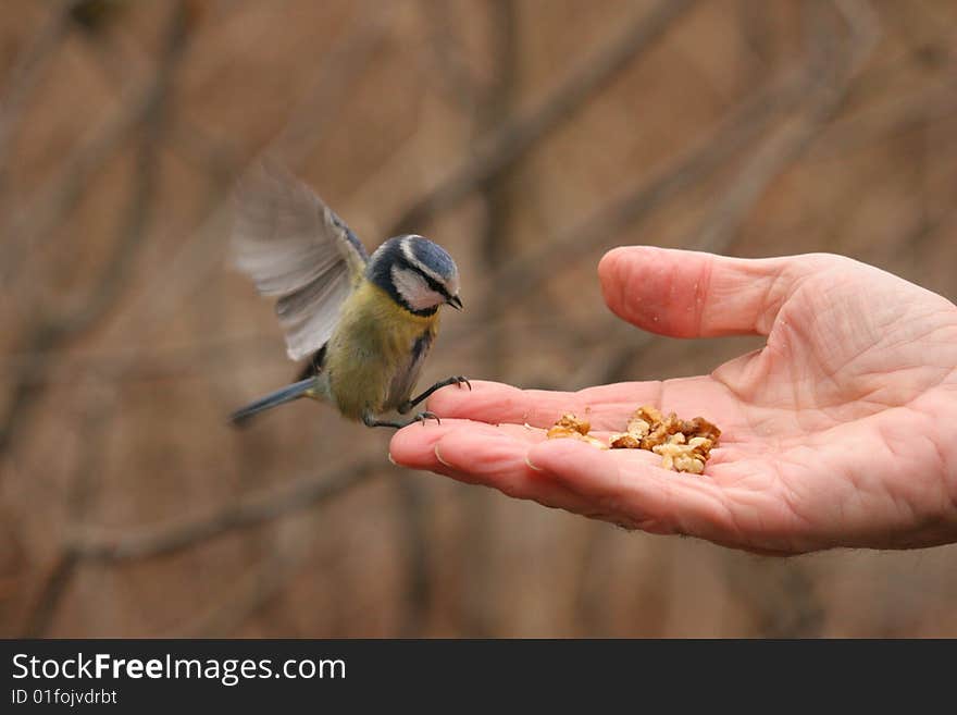 Blue tit landing on a hand to take a nut. Blue tit landing on a hand to take a nut