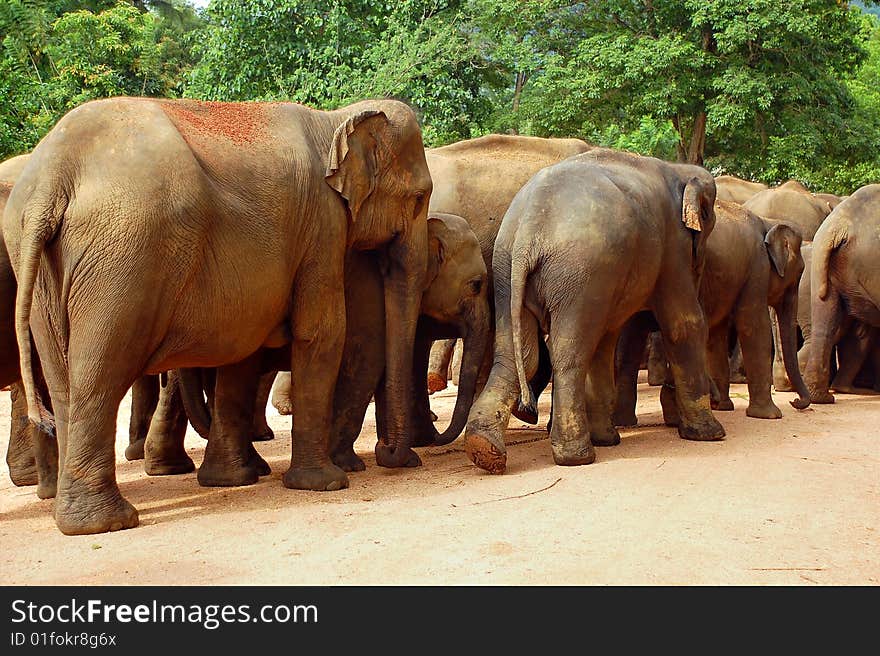 Herd of elephants in Sri Lanka Pinnewela elephant orphanage walk to the river. Herd of elephants in Sri Lanka Pinnewela elephant orphanage walk to the river