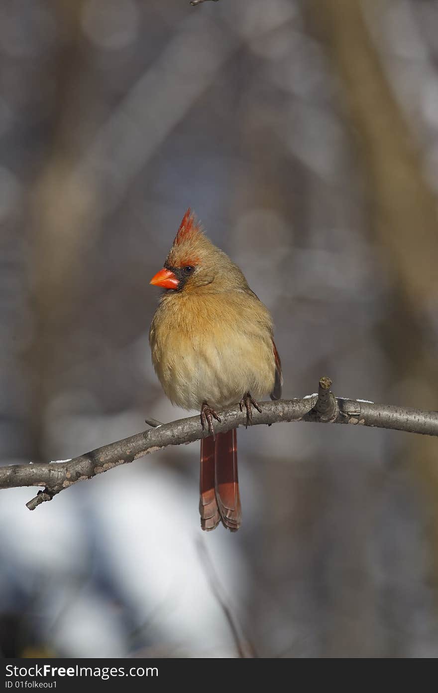 Northern Cardinal (Cardinalis Cardinalis) in Central Park. Northern Cardinal (Cardinalis Cardinalis) in Central Park