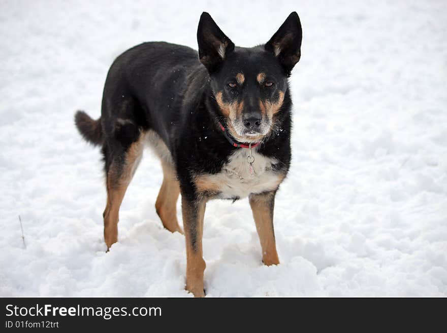 Dog in the snow