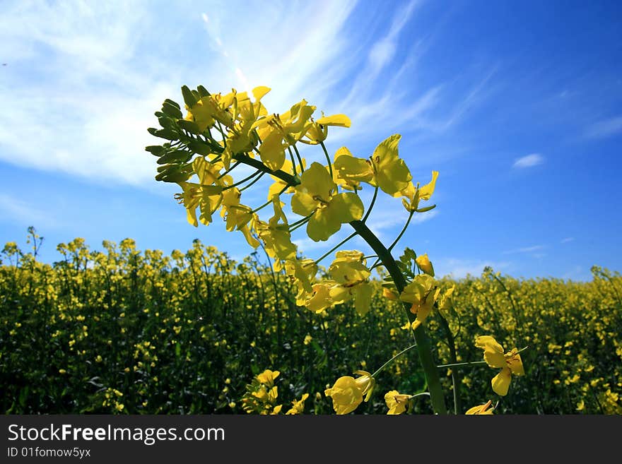 Detail of spring yellow rape flowers. Detail of spring yellow rape flowers