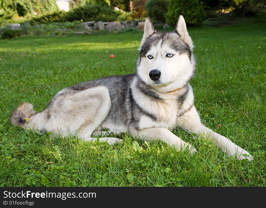 Portrait of siberian husky outdoor. Portrait of siberian husky outdoor