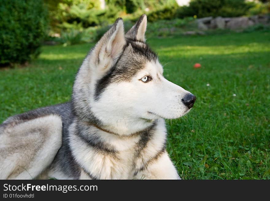 Portrait of siberian husky outdoor. Portrait of siberian husky outdoor