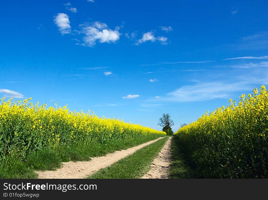 Fieldpath in the flowering spring field