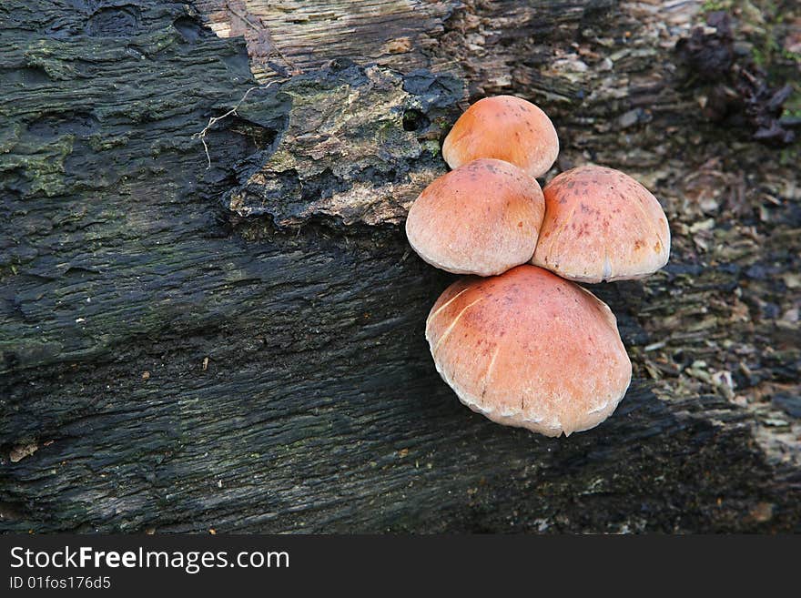 Mushrooms on a tree trunk in the late autumn