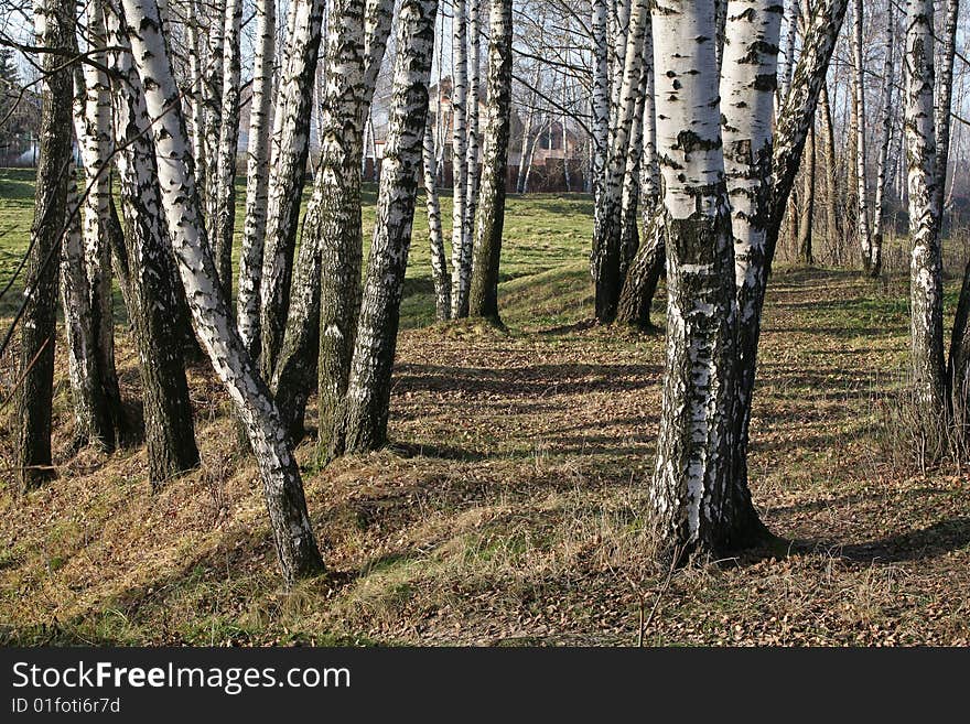 Late autumn in a russian white birchwood. Late autumn in a russian white birchwood