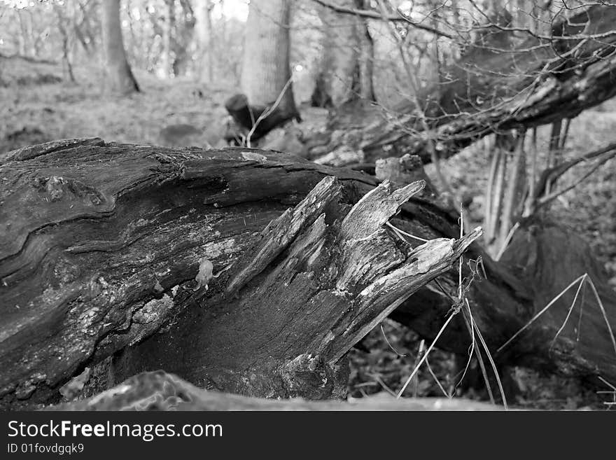 Black And White - Cracked Tree