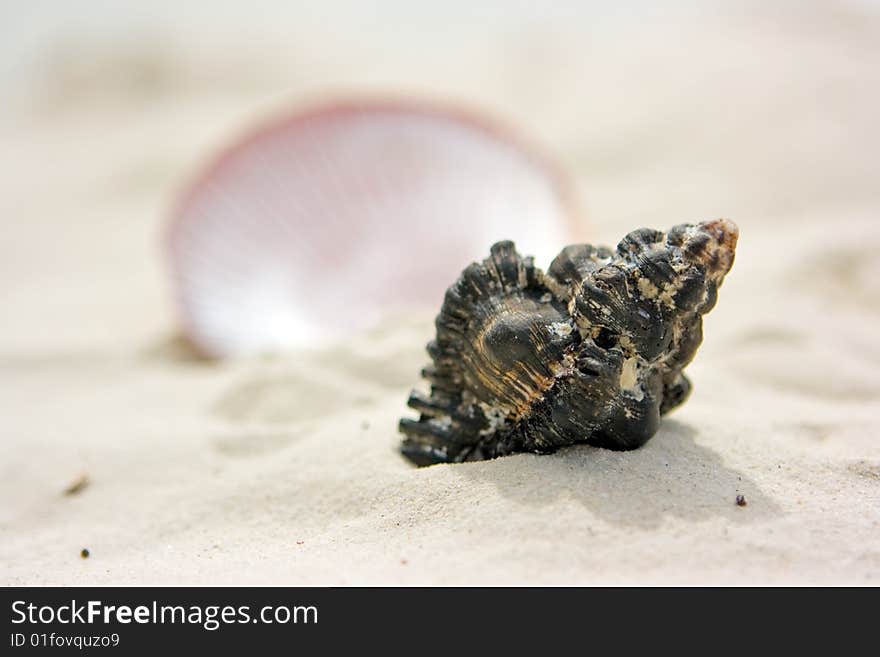 Two different shells lying on beach sand. Two different shells lying on beach sand