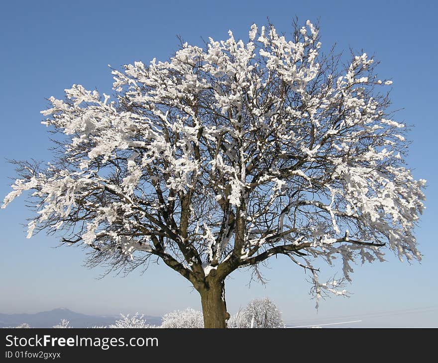 Tree with snow in Landscape. Tree with snow in Landscape