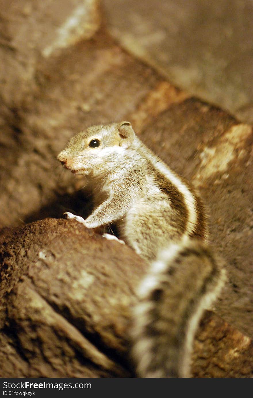 A ground squirrel (Xerus inaurus)  Kalahari, South Africa