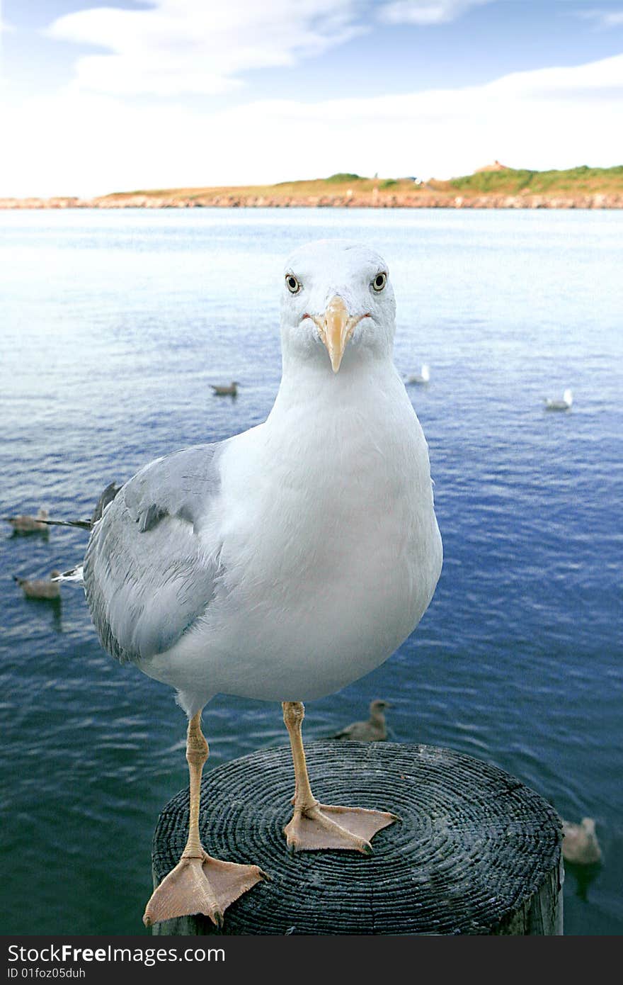 Sea Gull on a piling Looking Straight. Sea Gull on a piling Looking Straight