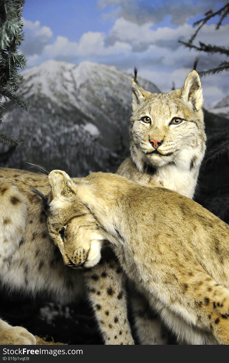 A male wild cat whispers sweet nothings into his partner's ear as they mate. A male wild cat whispers sweet nothings into his partner's ear as they mate